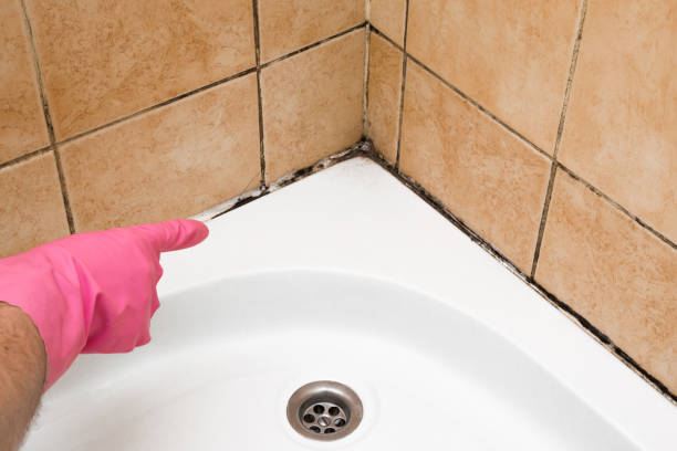 Best Mold Testing  in Berea, SC