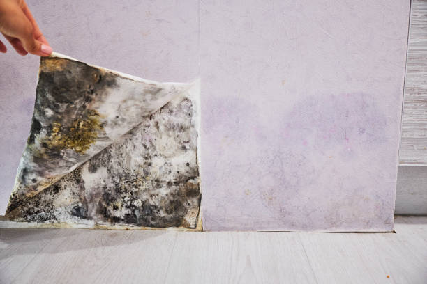 Best Black Mold Removal  in Berea, SC
